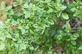 Thumbnail for version as of 08:04, 26 May 2009