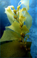 Thumbnail for version as of 17:56, 19 July 2007