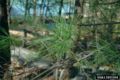 Pinus echinata needles