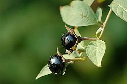 Atropa belladonna berries 2.jpg
