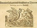 Cockatrice (Basilisk) from Historia Naturalis an encyclopedia published circa AD 77-79 by Gaius Plinius Secundus (Pliny the Elder), which was translated to German, illustrated and published in 1584.