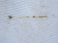 Thumbnail for version as of 07:18, 24 November 2007