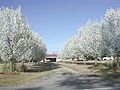 Callery Pear Trees (Pyrus calleryana )