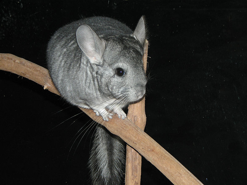 File:Chinchilla.jpg
