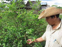 Coca plant.jpg