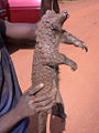 Tree pangolin (M. tricuspis)