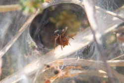 Purseweb spider.jpg