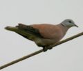 Red Turtle Dove (Streptopelia tranquebarica)