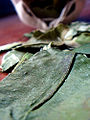 Coca leave (Erythroxylon coca.)
