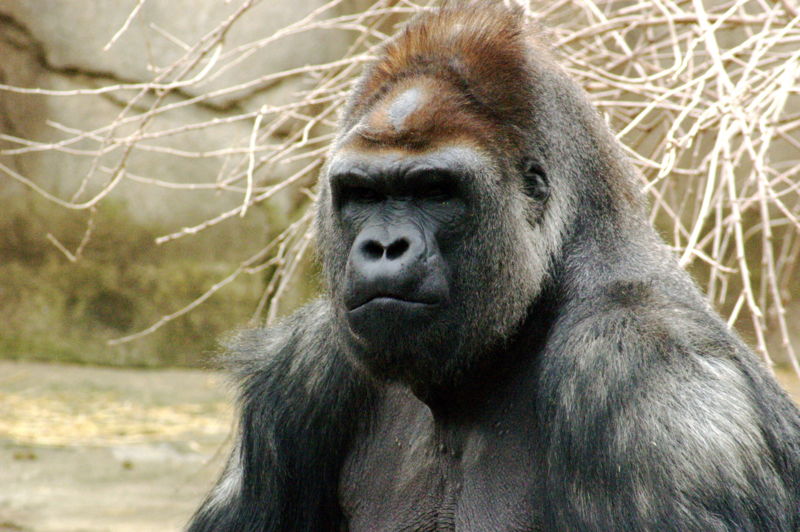 File:WesternLowlandGorilla.jpg