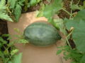 Thumbnail for version as of 19:12, 12 June 2007