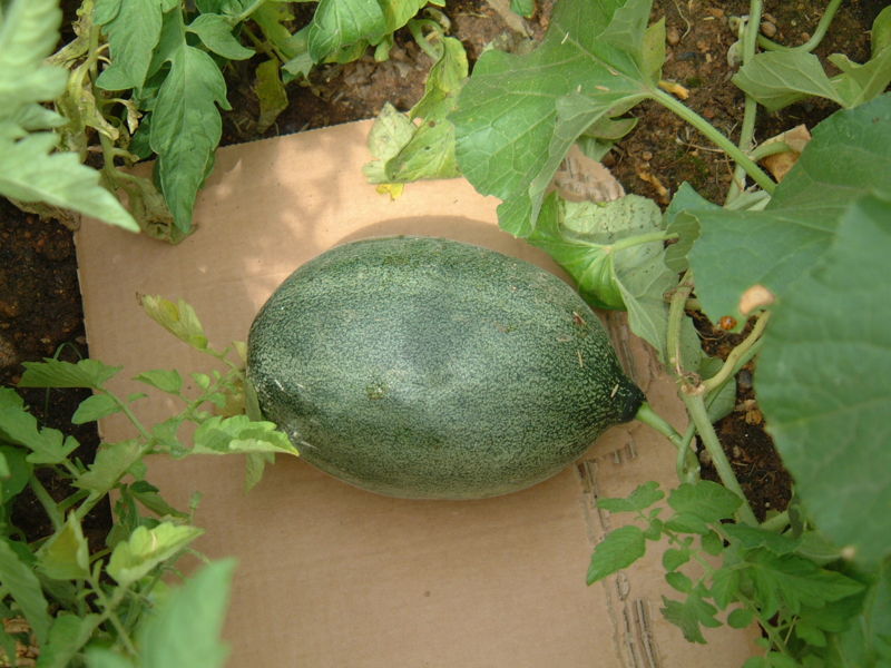 File:31705674 edf598dece o.jpg