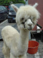 Alpaca (Vicugna pacos) Family: Camelidae