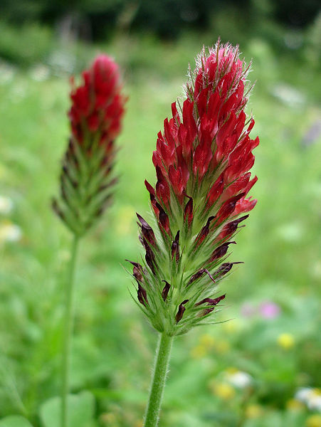 File:39867154 0bba49f652 b.jpg