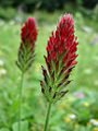 Crimson clover (T. Incarnatum) Genus: Trifolium