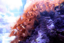 Hundreds of developing polyps