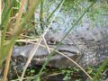 Black caiman M. niger