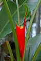 Chinese Banana (Musa uranoscopos) Species: Musa uranoscopos
