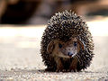 Long-eared Hedgehog (Hemiechinus auritus) Genus:Hemiechinus