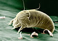 The Rust Mite (Aceria anthocoptes)