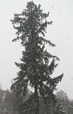 Snowydouglasfir.jpg