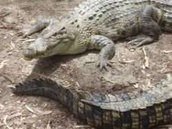 Two Estuarine Crocodiles.jpg