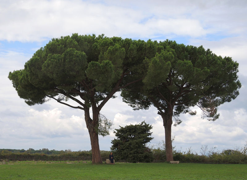 File:Umbrellapine2017.jpg