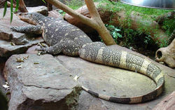 1280px-Varanus niloticus.jpg
