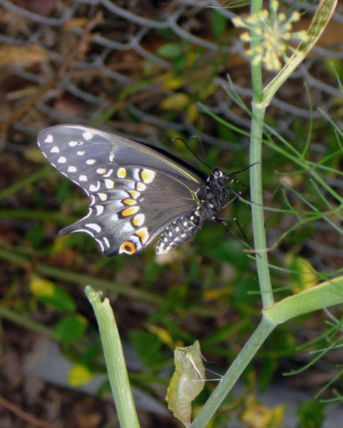 File:Ablack swallowtail butterfly.jpg