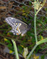 Eastern Black Swallowtail (Papilio polyxenes)