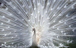 Albino peacock.jpg