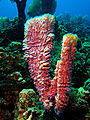Thumbnail for version as of 02:27, 11 December 2012