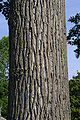 Thumbnail for version as of 02:42, 5 May 2012
