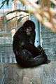 Brown-headed Spider Monkey (Ateles fusciceps robustus)
