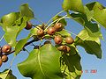 Callery Pear (Pyrus calleryana )