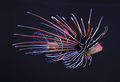 Clearfin lionfish (Pterois Radiata)