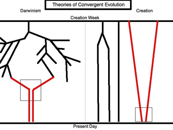 Convergent evolution - CreationWiki, the encyclopedia of creation science