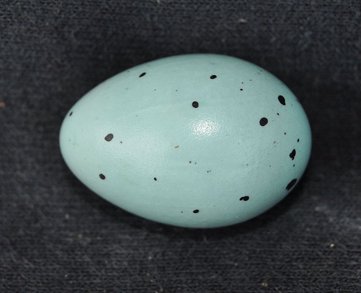File:Egg-1.jpg
