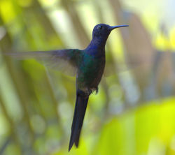 Eupetomena macroura Brazil.jpg