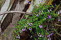 Common-name (Glycine clandestina)