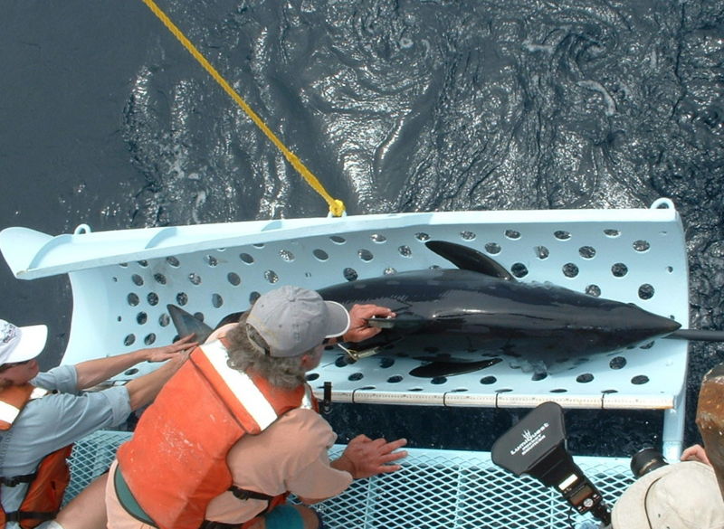 File:Shark tapping.jpg