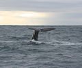 Sperm whale (macrocephalus) physeter macrocephalus