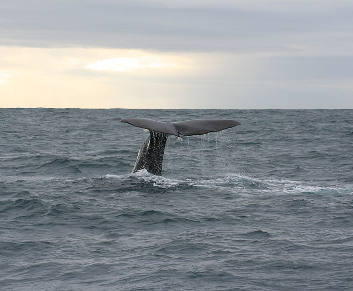 File:Sperm whale diving.jpg