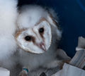 Thumbnail for version as of 06:21, 24 March 2014