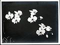 Moon Orchid (Phalaenopsis amabilis )