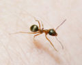 Photograph of ant on human skin.