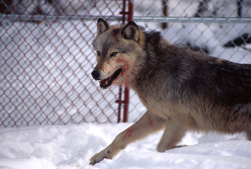 File:Bloody wolf.jpg