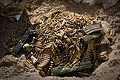 Thumbnail for version as of 03:35, 30 January 2012
