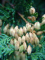 Thumbnail for version as of 14:40, 9 January 2007