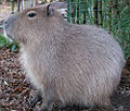 Capybara (H. hydrochaeris)